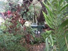 Gerry's rainforest garden