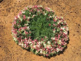 Wreath flower lechenaultia