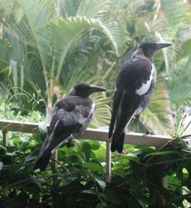 2 juvenile magpies, part of a family that called our place home