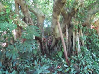 Can you see Jack in the fig tree?