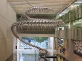 Snake skeleton sculpture