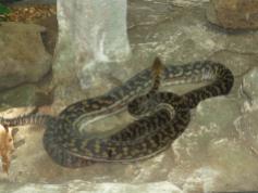 Python, carpet snake