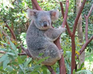 Another Koala