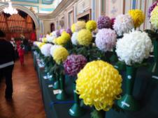 Rows and rows of magnificent chrysanthemums