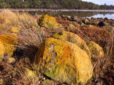 Colourful lichen covered rocks