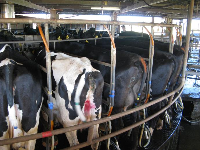 Here are the girls, they are milked twice a day