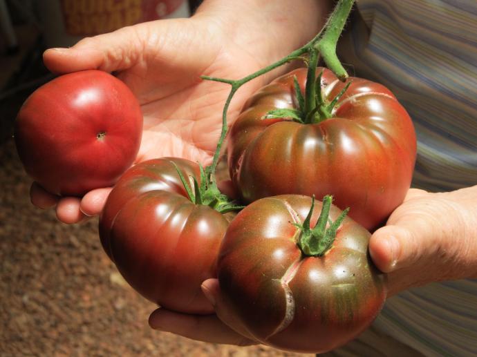 Just look at these beautiful Russian Red tomatoes