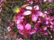 Kalbarri flower