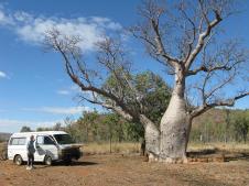 Camping under Boab trees