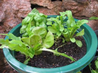 More lettuce in a pot