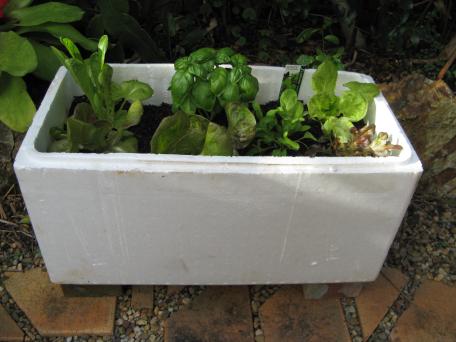 Using a broccoli box from the fruit and veg shop to grow lettuce