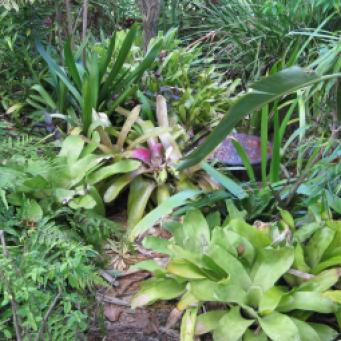 Can you see the palm stump almost hidden by bromeliads