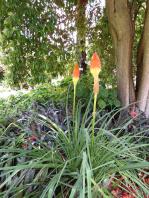 Red hot pokers create a splash of colour