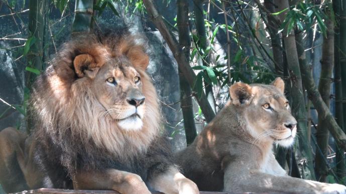 Then we came to the lions den. How majestic they look.