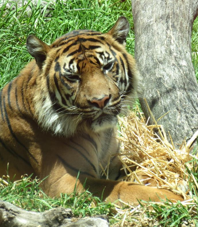 As I took this photo of the Sumatran tiger my batteries ran out