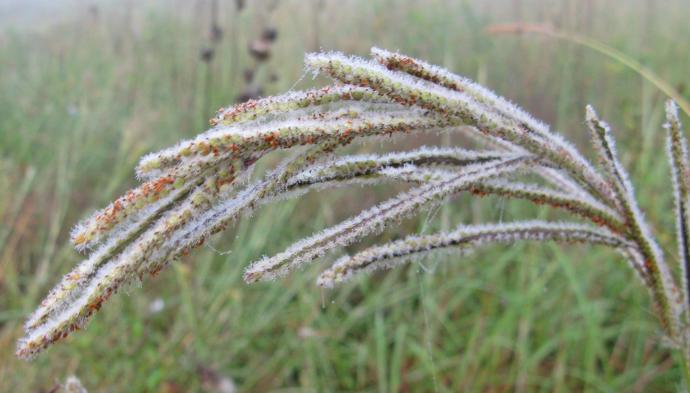 Even the individual grass seeds were sparkling with the silver dew-drops