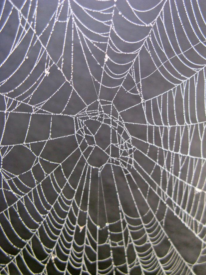 Spider's web bedecked with jewels of silver dew-drops.
