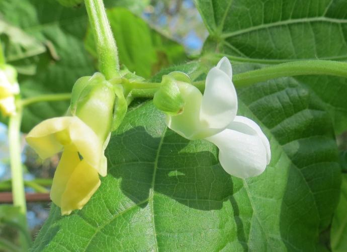 The beans are flowering