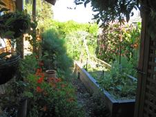 Carroll's veggie garden