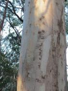 These marks give this gum the name "Scribbly Gum"