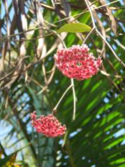 Hoya growing through the frangipani