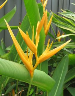 Another type of heliconia