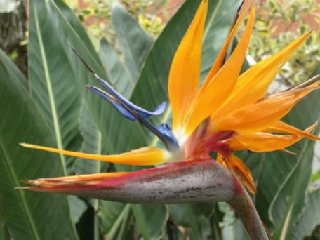 Bird of paradise, Stelitzia reginae
