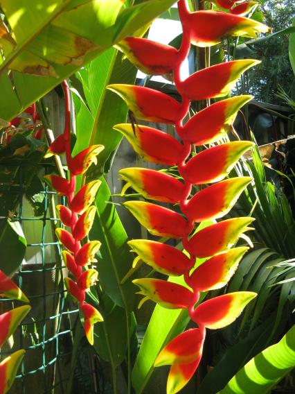More heliconia