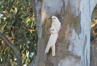 2 corellas watch from their nesting hole in the tree.