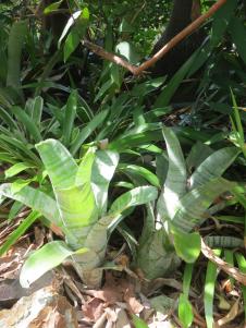 Bromeliads bat plant pc 013_3000x4000